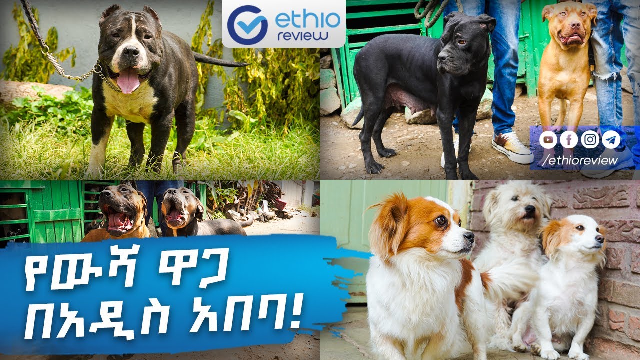 የውሻ ዋጋ በአዲስ አበባ! / Dogs Price in Addis Ababa 2017