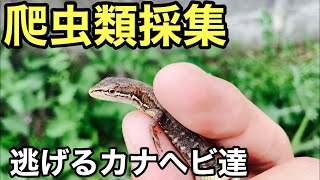 爬虫類採集に行きました 逃げるのがうまいカナヘビ達と恐ろしくデカイミミズ Youtube 爬虫類採集に行きました 逃げるのがうまいカナヘビ達と恐ろしくデカイミミズ Youtube