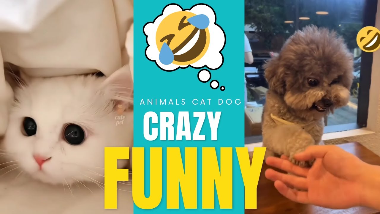 VIDEOS Funny animals cat dog new cat dog animals cerz video animals