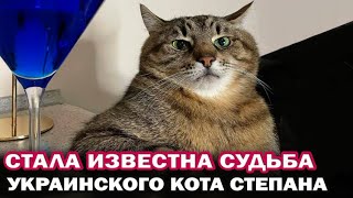 Стала известна судьба популярного украинского кота Степана