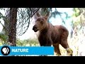 Challenges and Observations of Moose