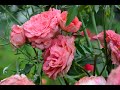 Кустовые розы в фото и видео портретах, сезон 2021