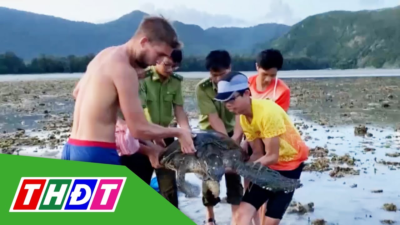 Vườn quốc gia Côn Đảo giải cứu rùa xanh quý hiếm | THDT - YouTube