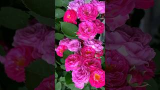 Beautiful David Austin Rose Rose Flower Status 
