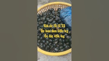 giá ốc bưu đen châu thành hậu Giang 10/6