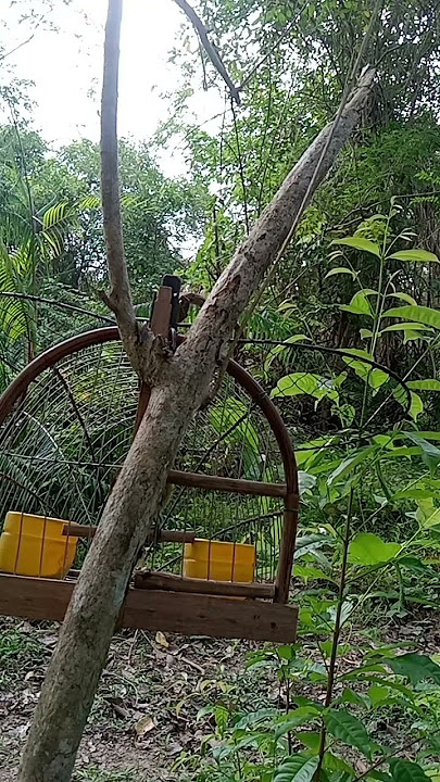 suara pikat burung merbah lekir