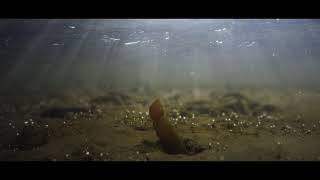 Oris: Common Wadden Sea Secretariat (2021)