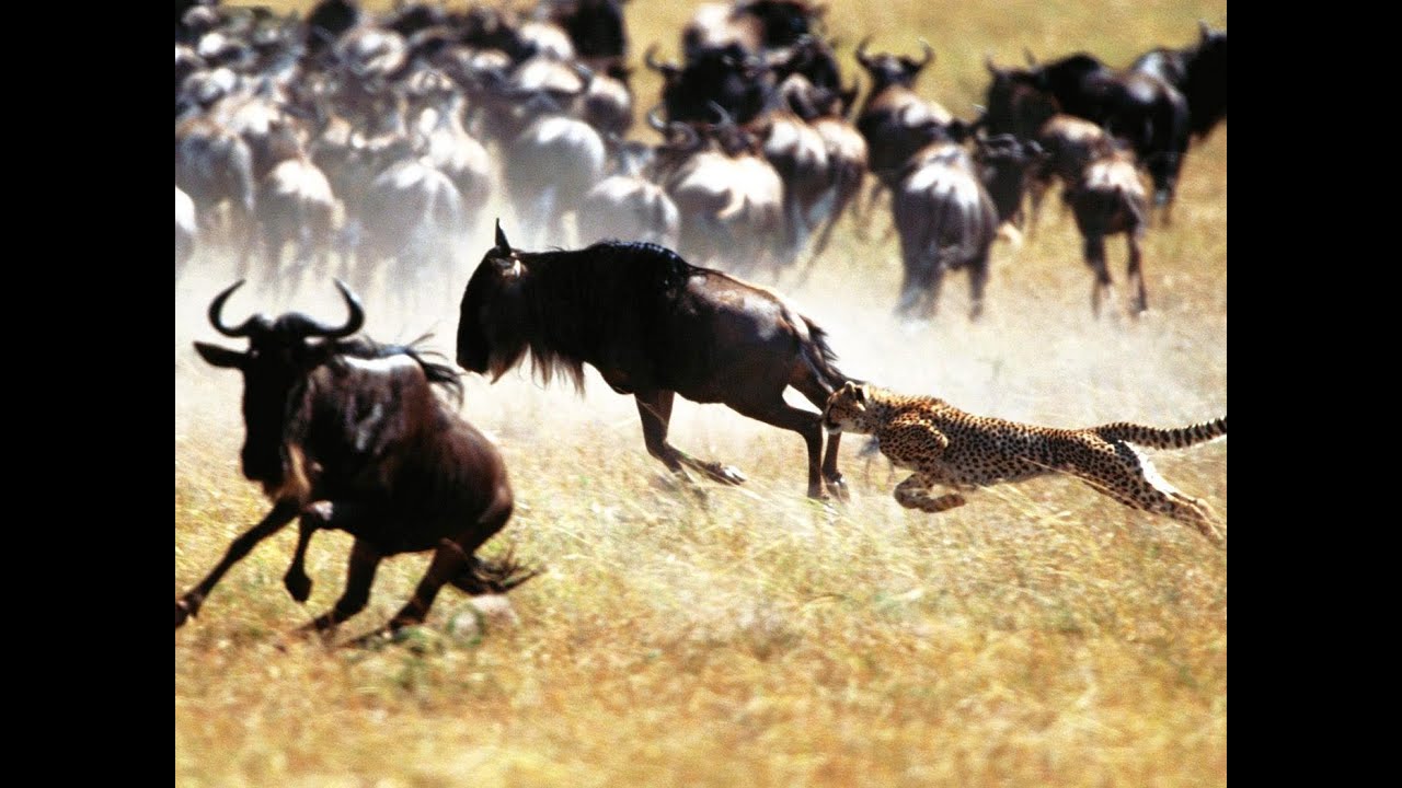 Tanzania safari to Ngorongoro, Serengeti,Tarangire,Manyara - by Miracle safari