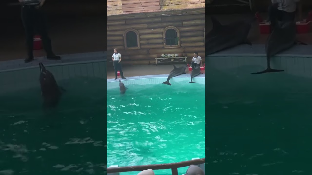 Dolphin show