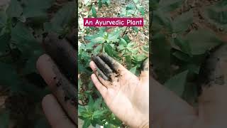 5000 Years Old Natural Hair Dye|| #shortvideo #haircare #hair #hairdye #natural#beauty #shorts#soft screenshot 1