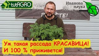 Вся рассада 100 % приживется. Все правила адаптации и ухода за рассадой после пересадки.
