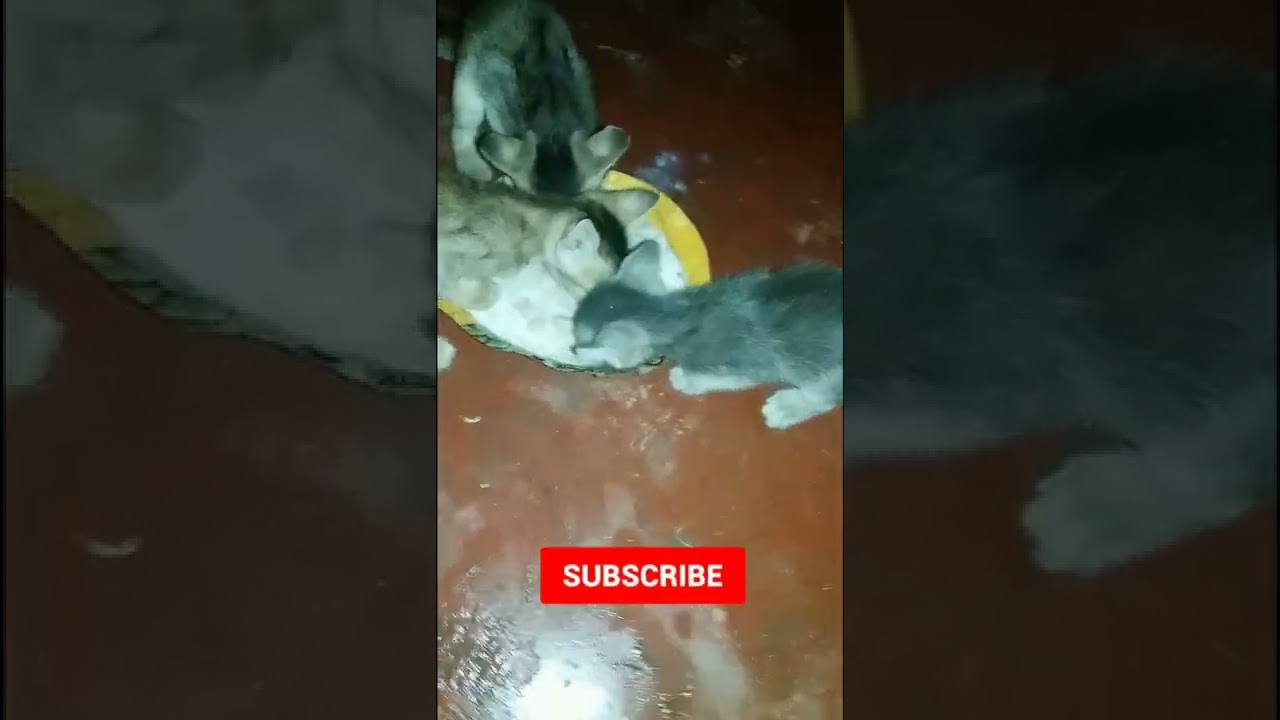 kitten eat milk and bread YouTube