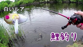 白いルアーで鯉が釣れる　20230424