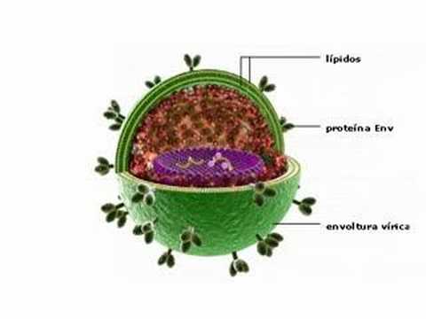 Video: ¿Cuál es la estructura del VIH?