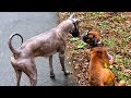 Мексиканская Голая Собака и Боксёр Тайсон.Реакция на Атаку