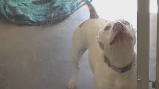 Clinton Humane Society will have to stop taking strays unless new contract is made with the city