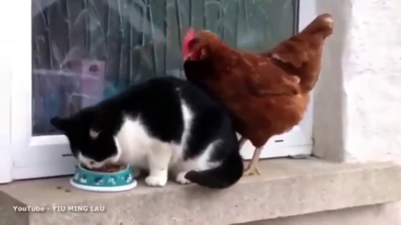 Fegel-Chicken steals Kitler's food.