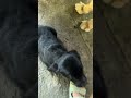 #shortvideo #puppyvideos #puppyshorts