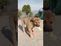 #funny #doglover#🤩🥰😍#comedy #shorts