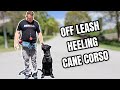 Cane corso puppy offleash heeling