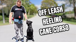 Cane Corso Puppy OffLeash Heeling