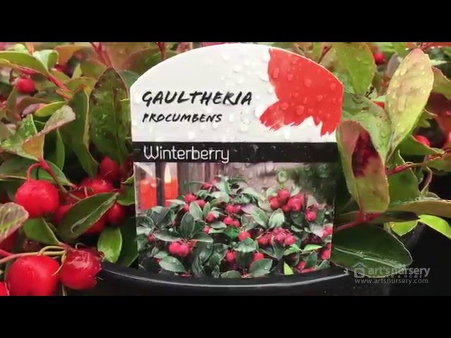 Gaultheria procumbens | Wintergreen | Arts Nursery - YouTube