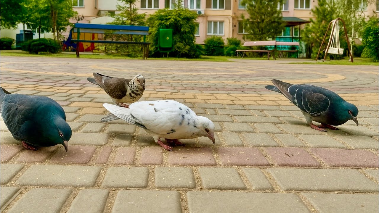 Morning with Birds 🕊️ Feeding Pigeons and Sparrows in Silence | No Music