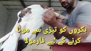 Bakro ko tezi se mota karne k lie sub se  behtreen formula | Haider's Divine Goat screenshot 5