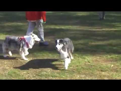 20141123AUSSIE A GOGO!オーストラリアンシェパードwoofオフ会the first half