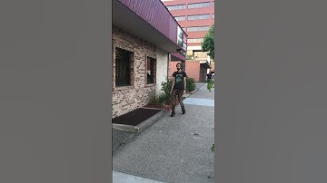 Obscure Video Game Reference (Parody)