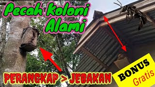 Sangat menguntungkan, Lakukan CARA ini, Sarang Bertambah, Lebah, Kelulut, Trigona, Itama, Klanceng,