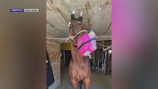 'Miracle:' Horse escapes devastating barn fire in Saratoga Springs