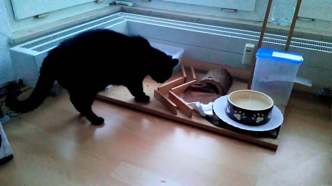 Kreative, liebevolle Katzeneltern gehören bevorzugt zu meinen Kunden! 💞 für Katzen - CatMobil.com