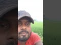 Morning work nature #subscribe #home #shorts