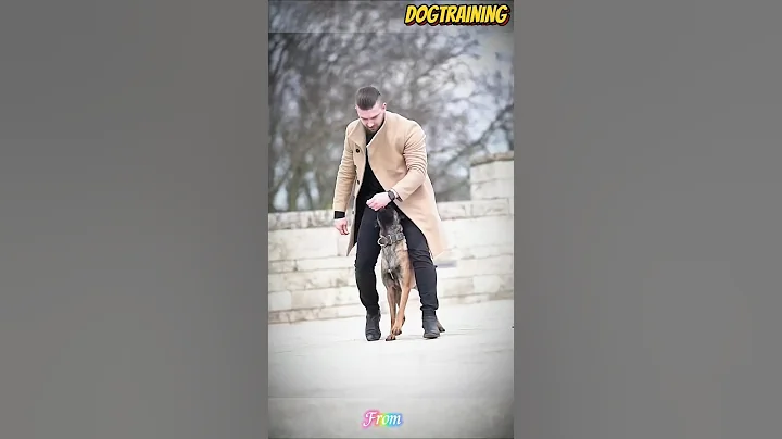 ❌❌❌Belgian malinois🐕 training💯❤#malinois #becgie#germanshepherd #doglove #pets #dog #dogtraining #k9