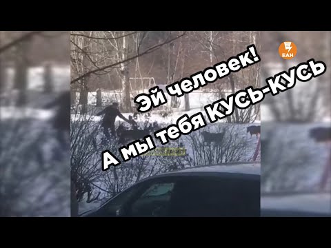 Стая собак в Нижнем Тагиле оккупировала двор.