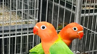Lovebird Green Opaline Crimino Dcino Albino Red Eye