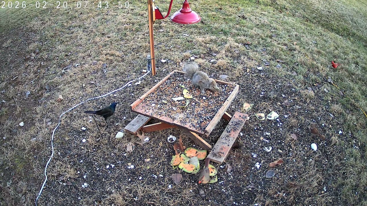 6+ HOURS OF BIRD(and bunnies and squirrels) CAM TV: TapoC560WS animals 2026 02 20 dawntodusk