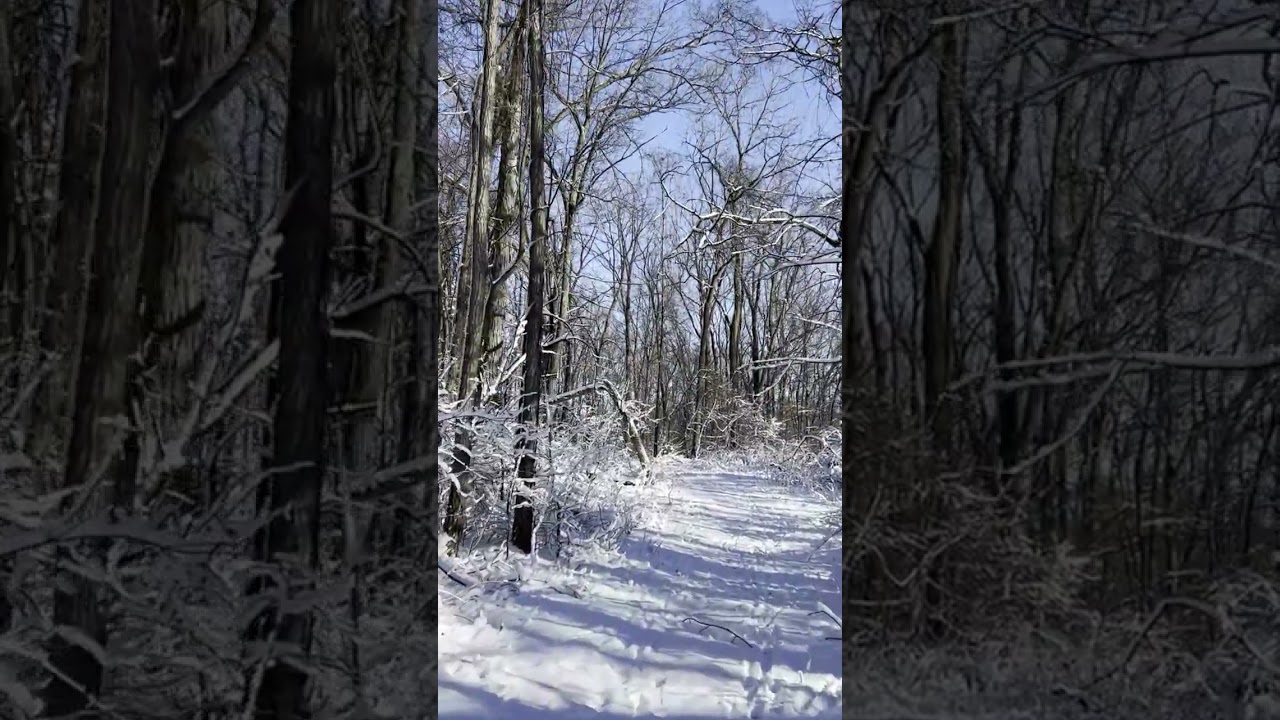Winter Forest Walk Quiet Snowy Woods - No AI - Natural Ambience