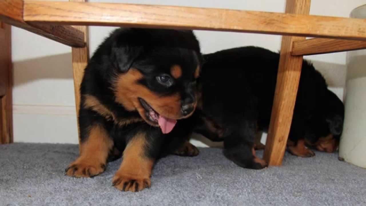 Rottweiler Puppy 4 Weeks Old - Youtube