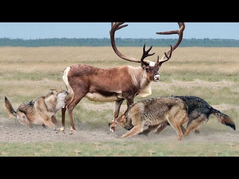 Эти Волки Были Обречены. Хищники, которые Явно Ошиблись с Жертвой