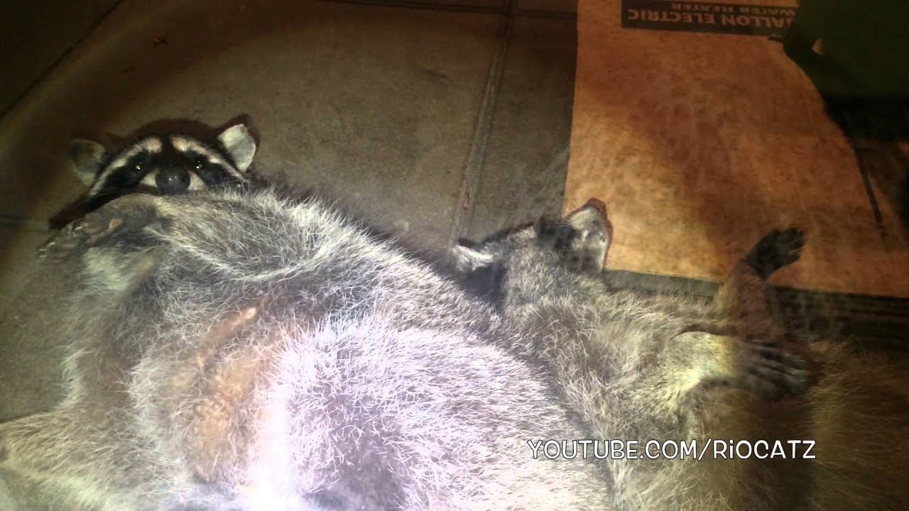 Fred the Friendly Raccoon - Part 43 Banded Buddies. - YouTube