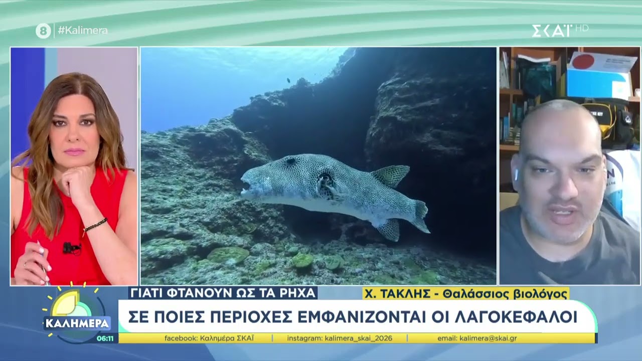 Λαγοκέφαλοι μέχρι τον Σαρωνικό | 13.06.2026 | Καλημέρα | ΣΚΑΙ