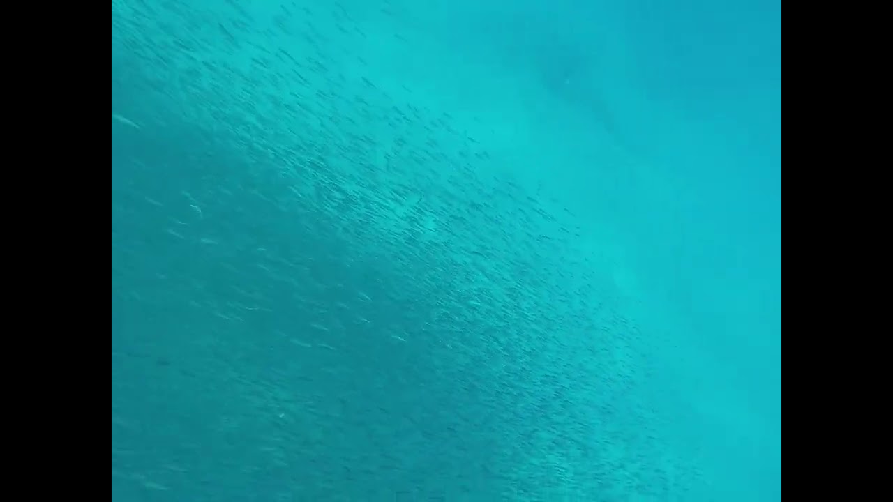 Oahu Snorkeling School of Fish 
