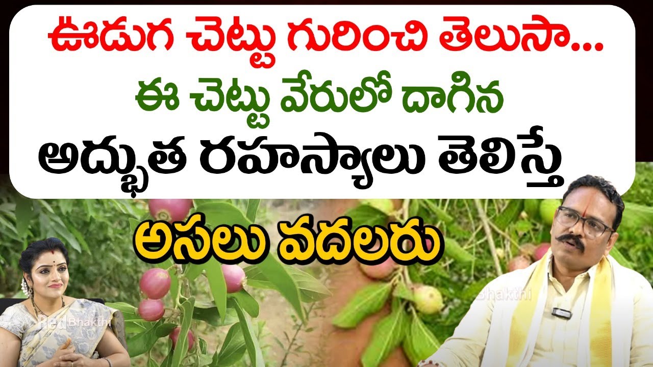 ఊడుగ చెట్టు గురించి తెలుసా.. ఈ చెట్టు వేరులో దాగిన అద్భుత రహస్యాలు || Uduga Chettu || Red TV SUbham