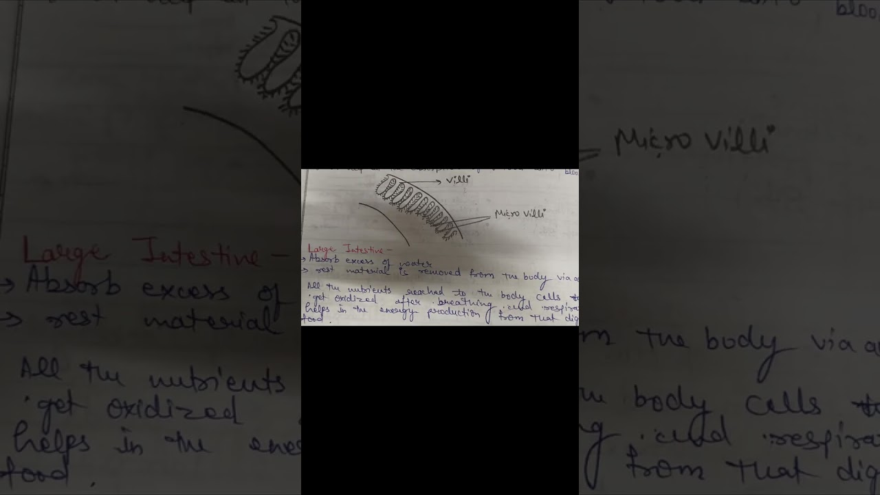 Life processes, part 4 , class 10 , Absorption in small intestine, function of Villi 