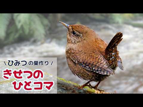 ミソサザイ】せっせと巣材運び｜きせつのひとコマ - YouTube