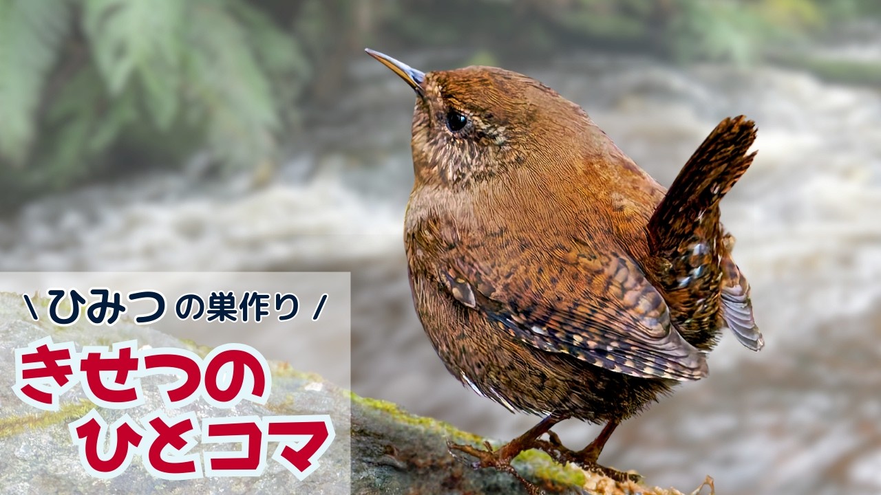 ミソサザイ】せっせと巣材運び｜きせつのひとコマ - YouTube
