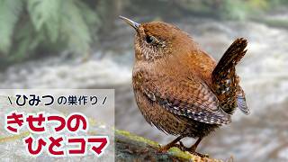 ミソサザイ】せっせと巣材運び｜きせつのひとコマ - YouTube