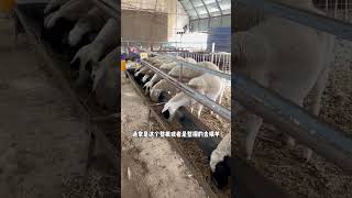 玉米秸秆如何喂羊 #畜牧养殖   #养羊人   #猪牛羊养殖